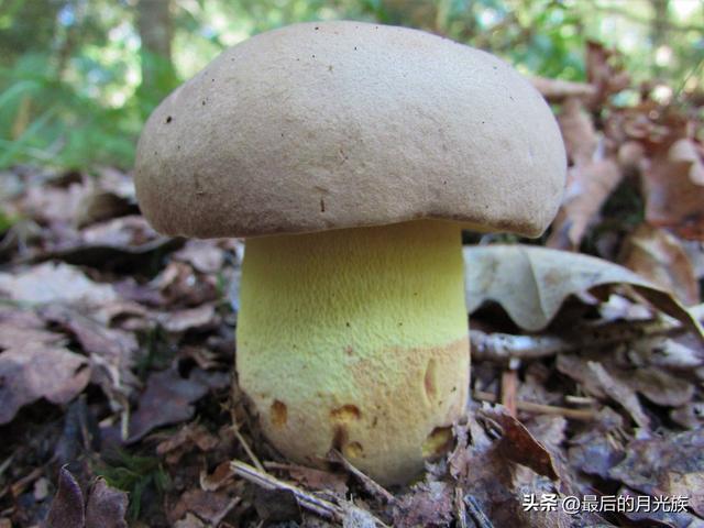 10种食用蘑菇大全，看准了别趴下教你认识十四种蘑菇及其口味