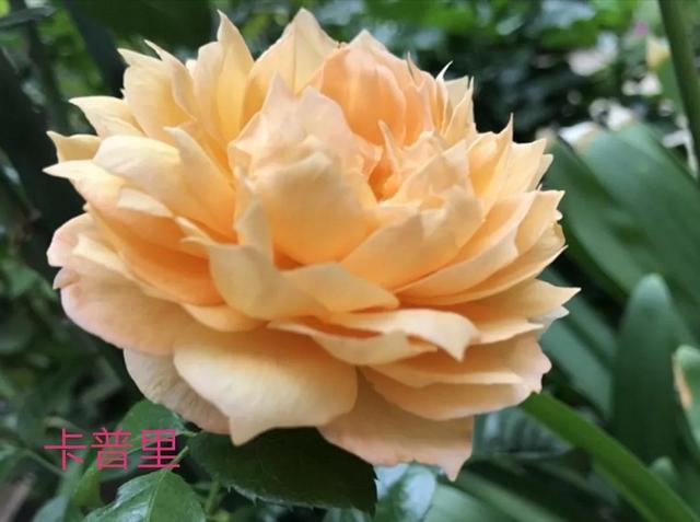 切花月季哪几个品种比较好，常见切花月季一览