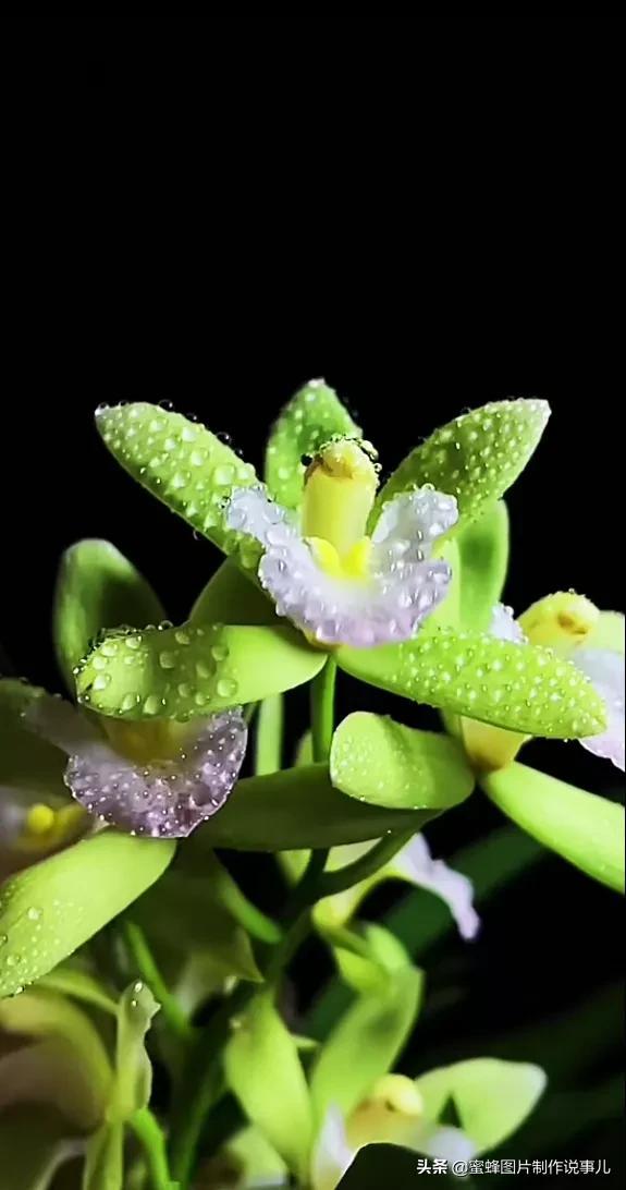 精美高清鲜花壁纸，漂亮鲜花送给您