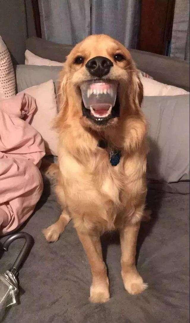 金毛犬一般几个月才会咬主人，“金毛”一生中有5个阶段