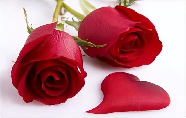 盆栽四季玫瑰花怎么养殖，实用家庭玫瑰、月季种植新手入门养护术