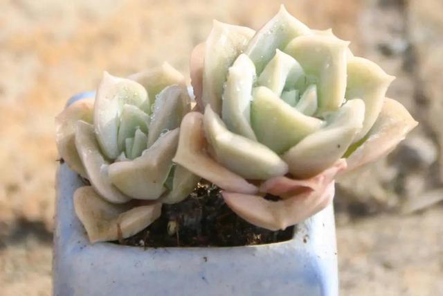 和玫瑰花很像的花，像玫瑰一样的多肉植物（多肉界的“小玫瑰”）