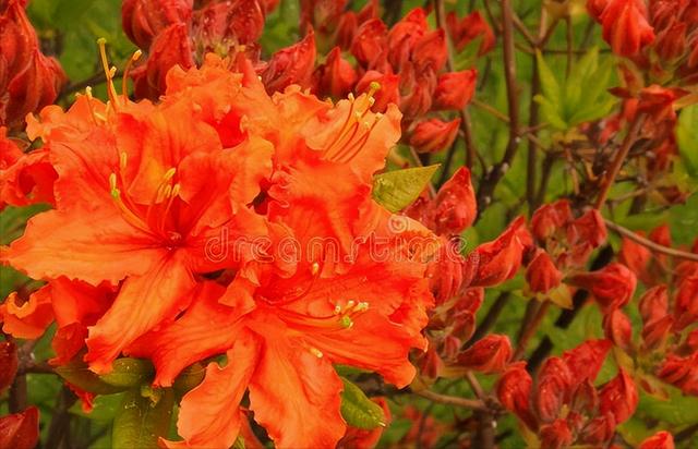 花开有期只为在最美时光里遇见你，一花一深情花如人生