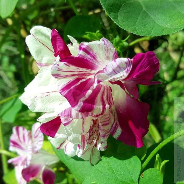 做梦也没想到牵牛花能开成这个样子，斗牛牛心脏（周公解梦：梦见这四种花草）