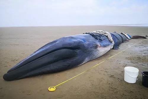 鲸鱼为什么会搁浅，鲸鱼为什么会搁浅看完后我明白了