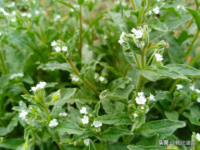 这么多野菜你认识几种，比韭菜还鲜嫩