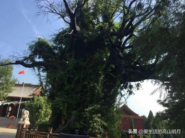 洪洞县大槐树景区，洪洞大槐树旅游攻略