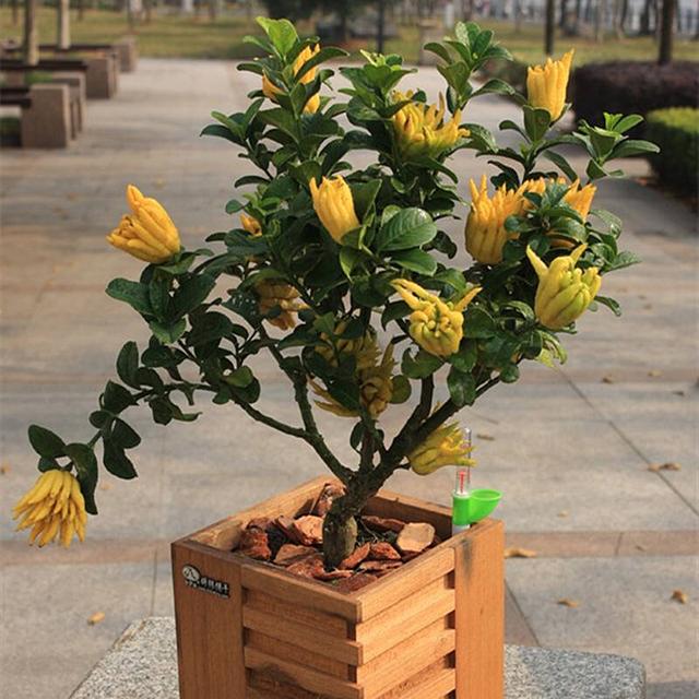 春节花卉品种大全大图，春节遇花期，五彩斑斓过新年
