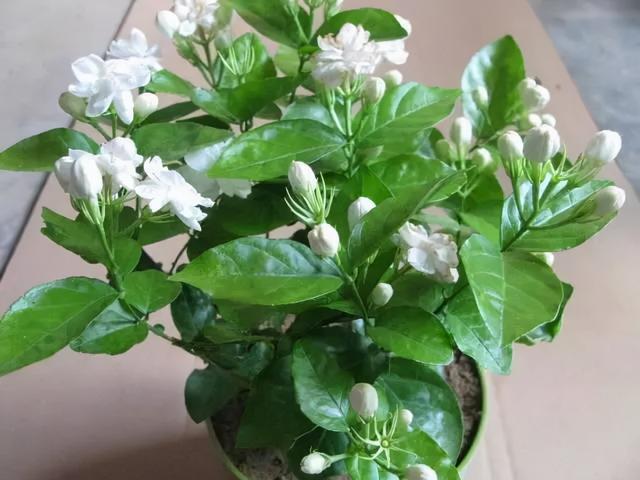 冬天什么花开花，适合冬天生长容易开花的植物