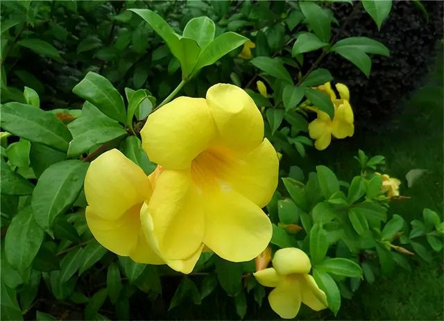 花卉图片及名称大全，常见绿植花卉及名称大全（100种常见花图鉴）