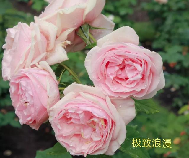 切花月季哪几个品种比较好，常见切花月季一览