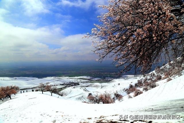 伊犁河谷最值得去的地方，伊犁河谷赏花攻略