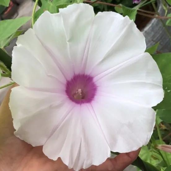 做梦也没想到牵牛花能开成这个样子，斗牛牛心脏（周公解梦：梦见这四种花草）