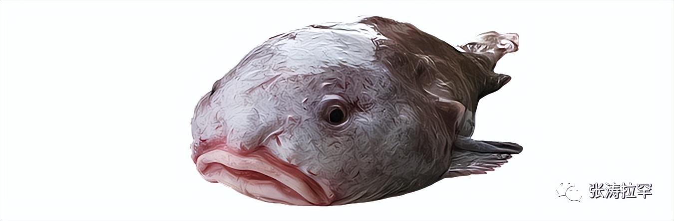 6种长相奇特的动物，千奇百怪一眼销魂