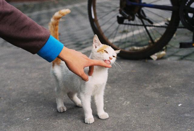 从猫咪的尾巴能看出什么，猫咪尾巴会说话