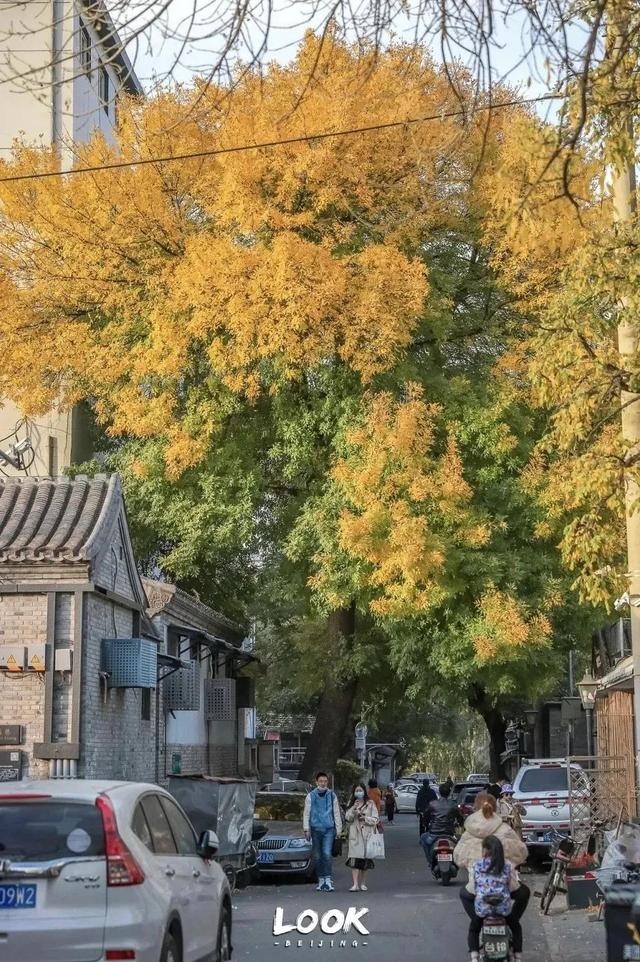 北京周末好去处市区，周末打卡好去处-白塔寺