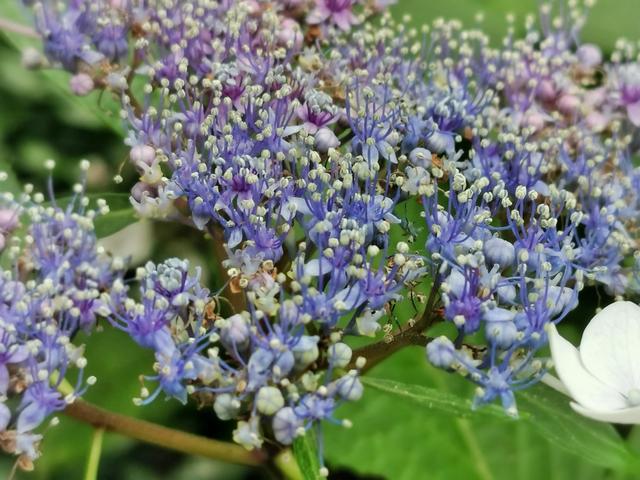 紫红色景观花卉，花卉紫色花卉