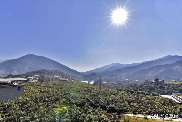 同样是大五星枇杷，四川米易枇杷几月成熟