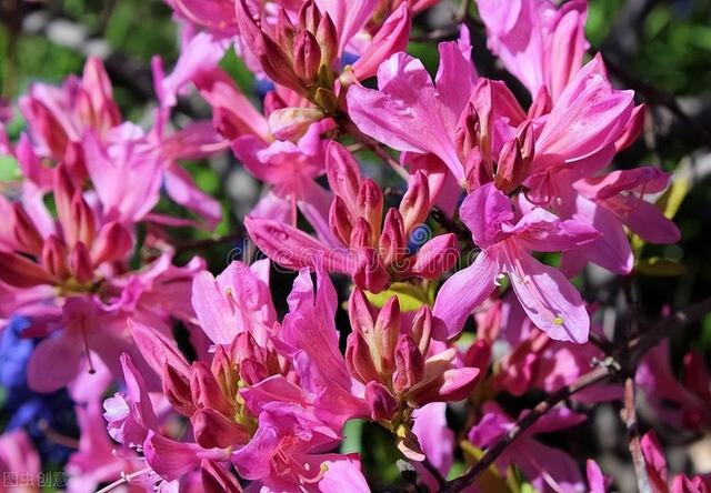 杜鹃花怎么修剪，杜鹃花怎么修剪图解（杜鹃花开完花后）