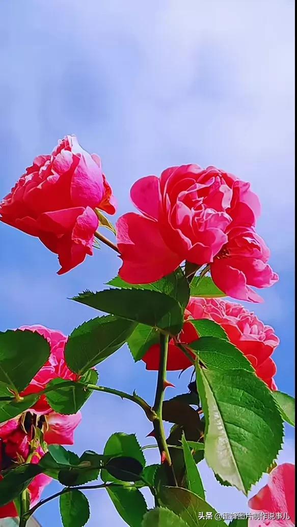 一束鲜花一份温馨一种愉悦，一束鲜花一个春天