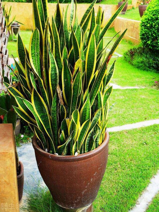 家里多养花的6大好处，10个养花好处