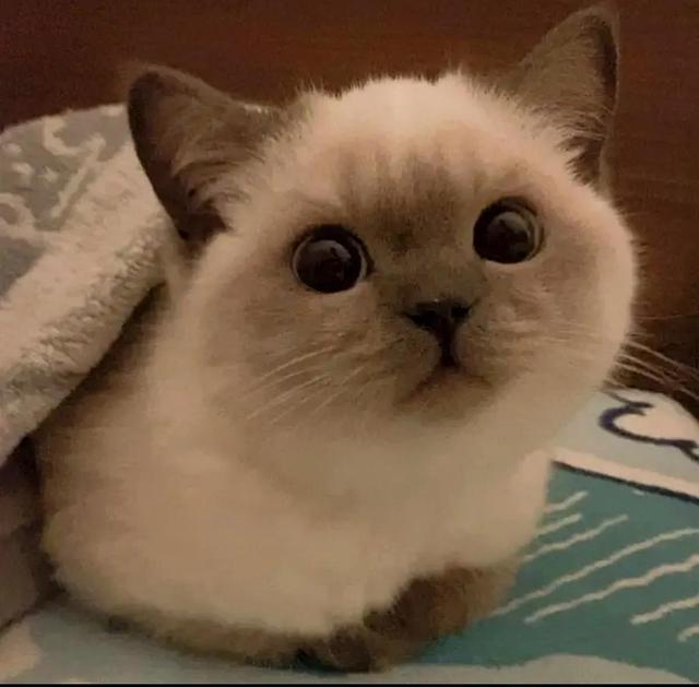 30条新手养猫注意事项铲屎官必看，30条新手养猫注意事项