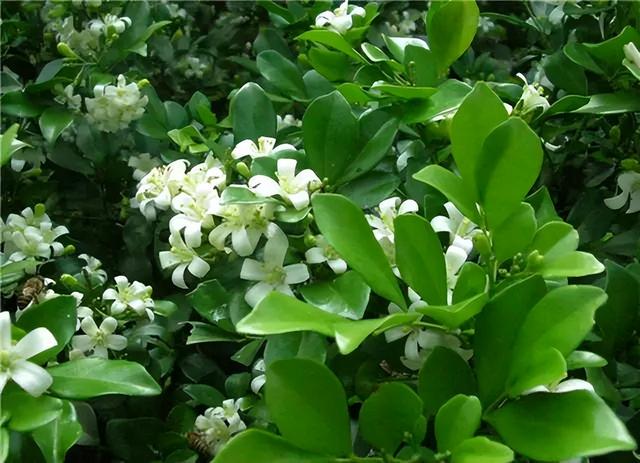 花卉图片及名称大全，常见绿植花卉及名称大全（100种常见花图鉴）