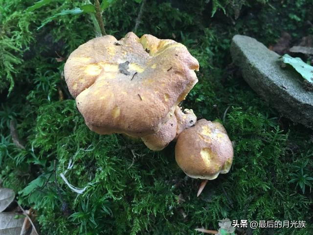 10种食用蘑菇大全，看准了别趴下教你认识十四种蘑菇及其口味