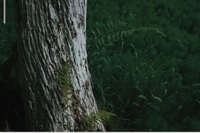 海珠湖大夫山旅游攻略，今天攻略给大家推荐一些广州登山好去处