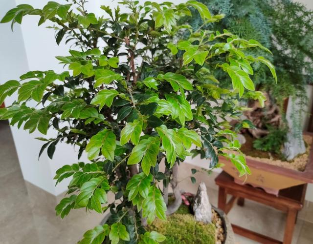 半封闭阳台如何养花，封闭小阳台养花也很棒