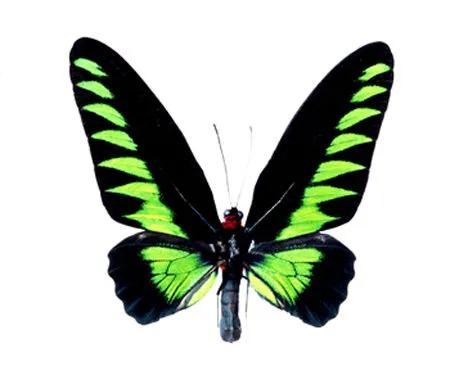 世界八大名贵蝴蝶，世界十大名贵蝴蝶