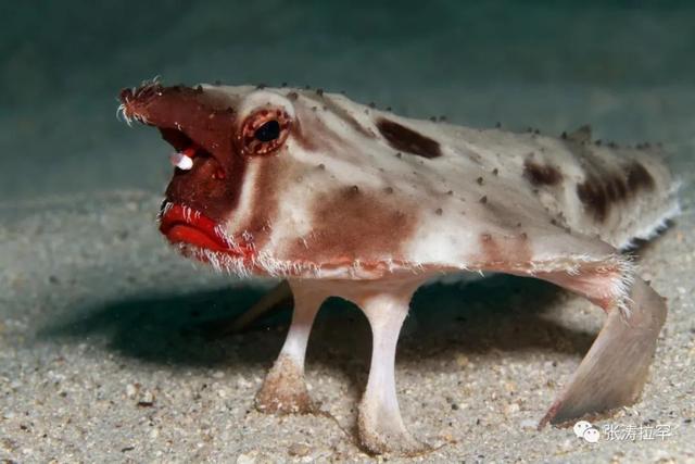 6种长相奇特的动物，千奇百怪一眼销魂