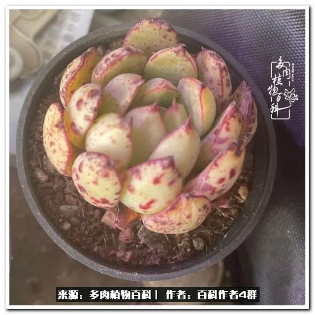 好养的容易上色的景天科多肉，景天科常见多肉图鉴不完全版D系列