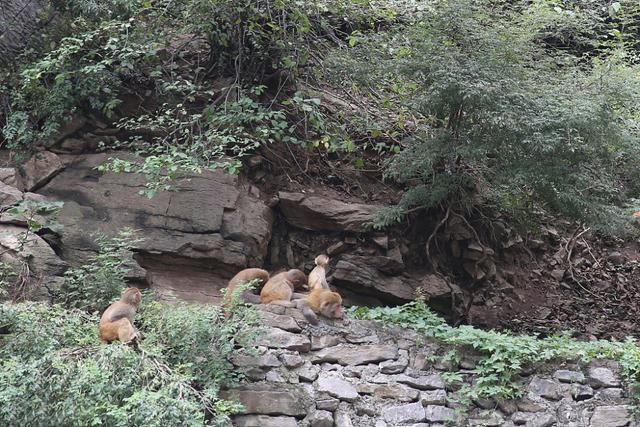 猴王争夺有多残酷，猴王争夺有多残忍