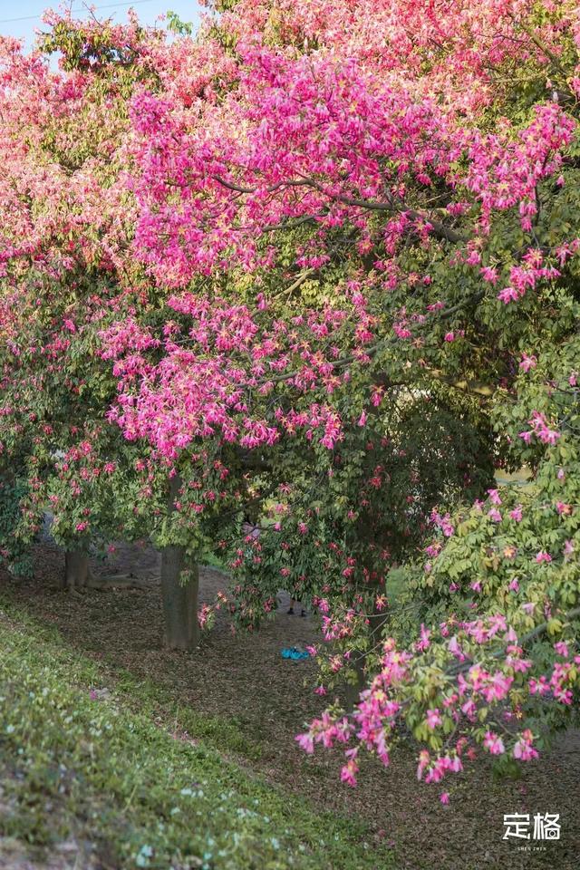 附近看花的地方，深圳最适合去赏花的地方（2023西安及周边赏樱花的地点大全）