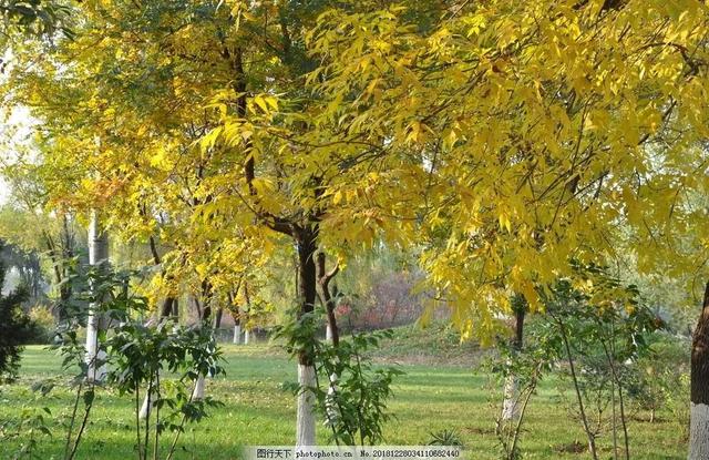 白蜡杆是什么树，白蜡树分类（白蜡杆：别看我瘦）