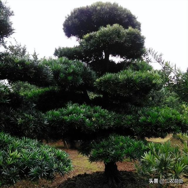 门前栽什么风景树最好风水，富不富门前树