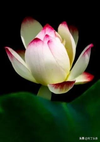 荷花诗词诗句，咏荷花诗词十四首