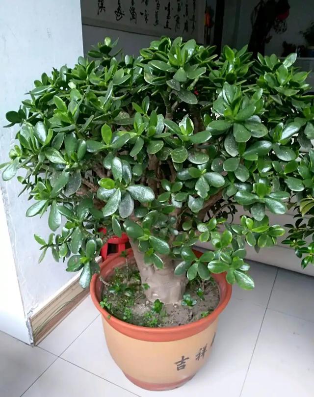 春节花卉品种大全大图，春节遇花期，五彩斑斓过新年