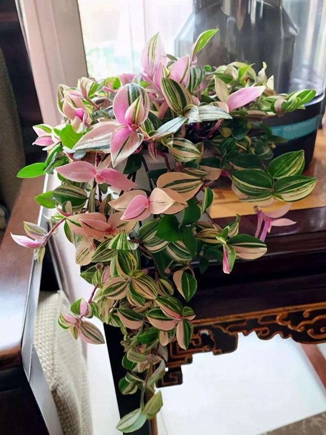 适合家里养的喜欢阳光的花，7种喜阴花