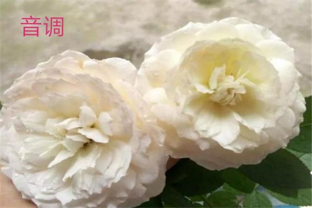 切花月季哪几个品种比较好，常见切花月季一览