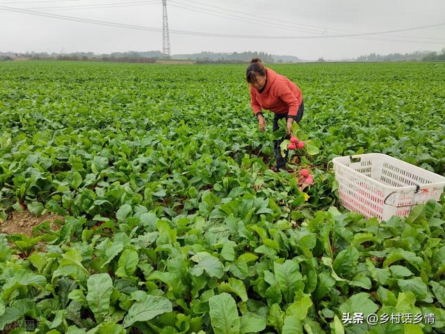 大白菜萝卜的种植方法，萝卜白菜到底什么时间种