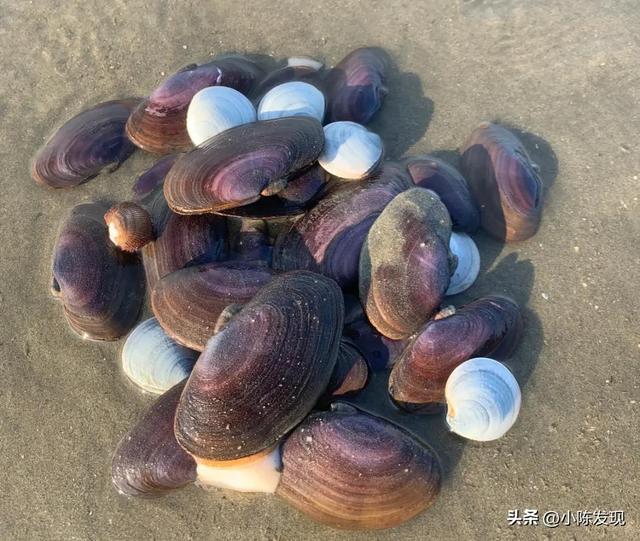 广东小众海岛全景图，广东省唯一的海岛县