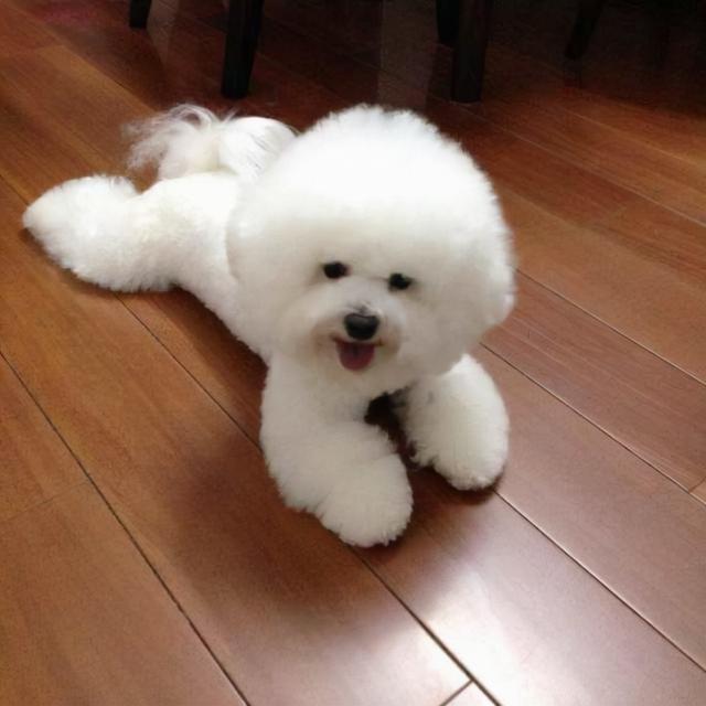 公认最温顺的七种狗你家上榜了吗，狗狗温顺度排行榜：这7种狗狗