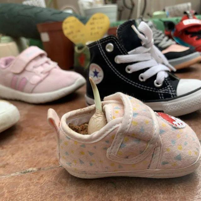 幼儿园自然角在线研讨，小小自然角春意盎然中