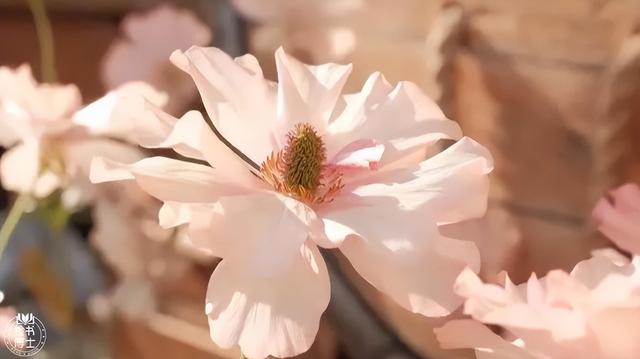 一个男人微信说想你了，男人向你表达爱想你了高情商回复（微信上会给你发这3句话）