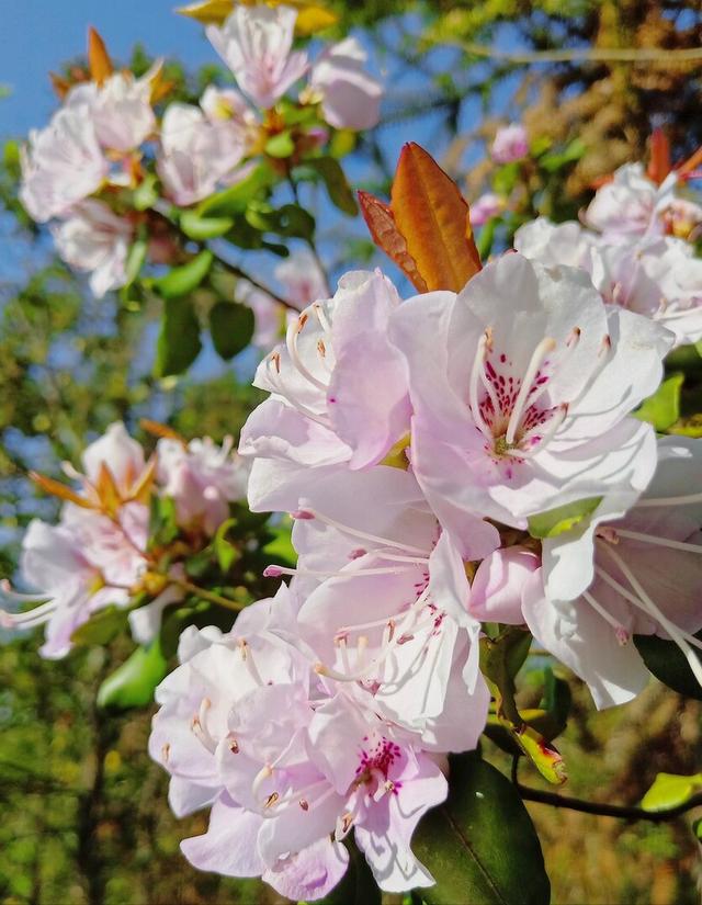 花开有期只为在最美时光里遇见你，一花一深情花如人生