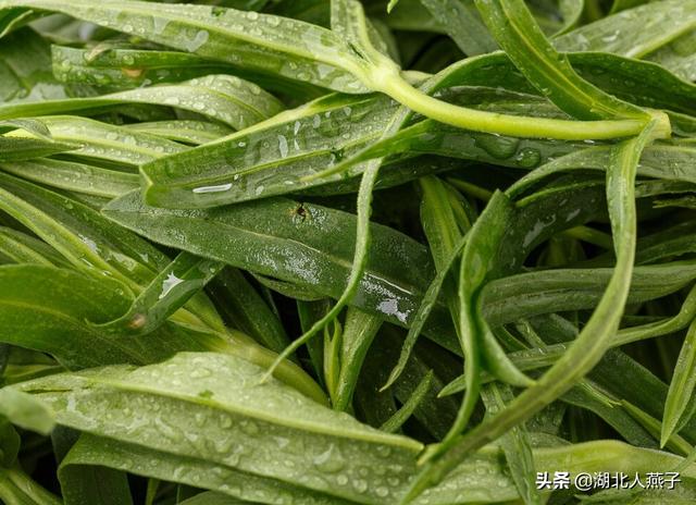 野菜的种类和图片大全，四季野菜图文大全（最美味的15种野菜）