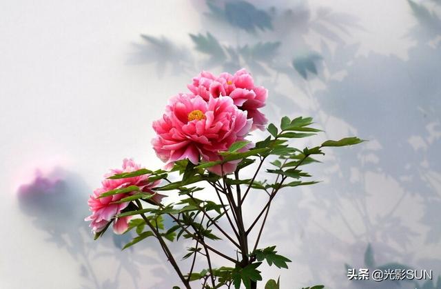 牡丹花花语，牡丹花的花语