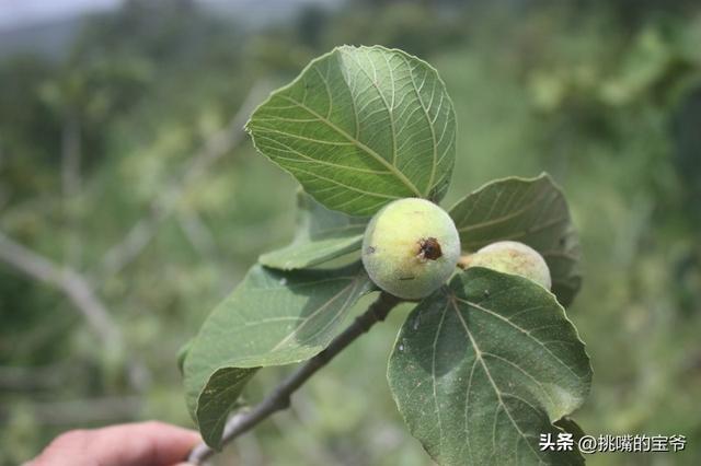 热带雨林中的毒果子海棠果，海棠果